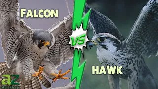 Falcon vs  Hawk: The 8 Main Differences Explained