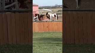 our horses digging into their round bale!