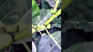 Awar-awar (Ficus septica) #ytshorts #plants #fruits #herbalplants