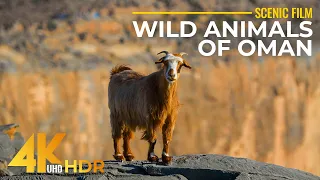 Wild Animals of Oman - 4K HDR Short Scenic Film about Wildlife in Arabian Deserted Country