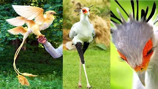 10 AVES Con Un Diseño Único En La Naturaleza que Debes VER