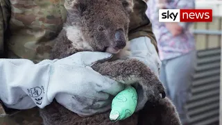 Australia Bushfires: Wildlife clings to life