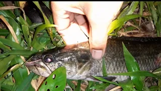 Fishing in a pond at night (wolf fish) Trinidad