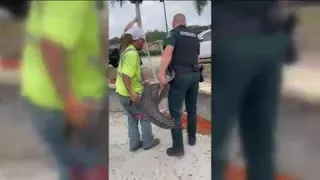 Construction crew helps officials wrangle 6-foot gator in Estero