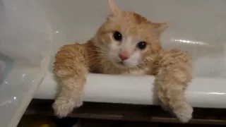 Кот Тима не может вылезти из ванной: и смешно, и грешно
