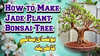 How to make Jade Plant Bonsai Tree | Jade plant bonsai making | Jade plant bonsai kaise banaye