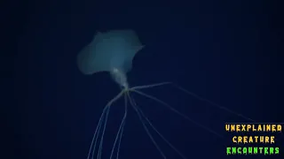 The Bigfin Squid #shorts