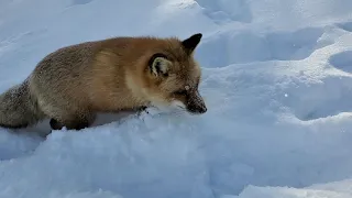 Finnegan Fox in the snow