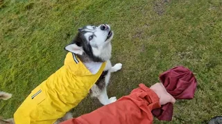 So Funny! Husky Moans Until He Gets His Own Way!