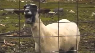 Taylor Swift -- Trouble (Goat Version) FULL SONG!!!!!