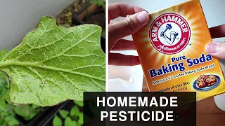 HOMEMADE BAKING SODA PESTICIDE  | Combat Aphids in plants and leafy vegetables