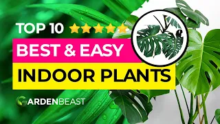 Top 10 Easy to Care For Indoor Plants!