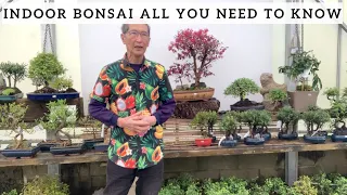 Indoor Bonsai  'All You Need To Know'