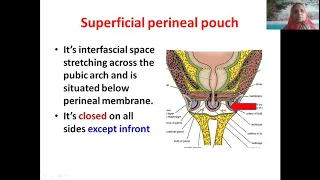 Dr Shabana lectures Anatomy Perineum 3