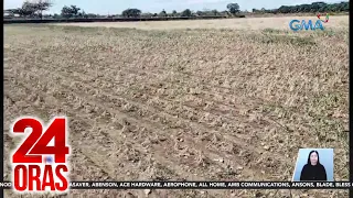 Nasirang taniman ng sibuyas sa Nueva Ecija, umabot na sa ilang ektarya dahil sa... | 24 Oras