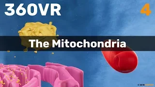 Chapter 4: The Mitochondria