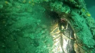 Coastal Santa Barbara, February 15th Lobster SCUBA Dive #1