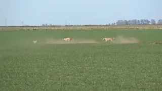 A rabbit manages to dodge and escape from two dogs after a thrilling chase  them