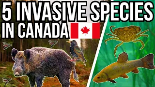 5 Problem Invasive Species In Canada