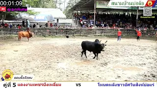 รอบรั้วสุดมัน โคแดงงามเพชรบึงเหลี่ยม VS โคโหนดหลังขาวอัศวินสิงห์บ่อแร่