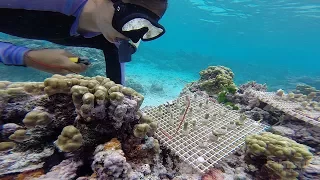 Estudiando Arrecifes de Coral en la Samoa Americana | HHMI BioInteractive Video