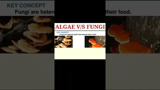 Algae V/S Fungi||comparison between algae and fungi||Fungi vs Algae||fungi||algae||#Shorts||#shorts|