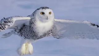 Her Majesty - female Snowy Owl