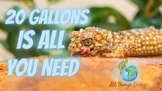 Top 10 Reptile's That Can Live In a 20 Gallon Tank Plus 10
