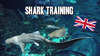 Shark Training
