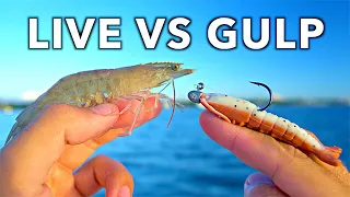 LIVE Shrimp vs. GULP Shrimp Inshore Fishing Experiment