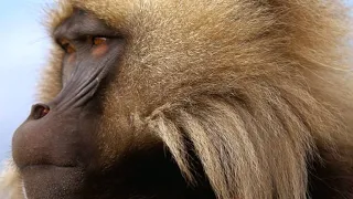 Two Gelada Brothers Viciously Fight for Breeding Rights