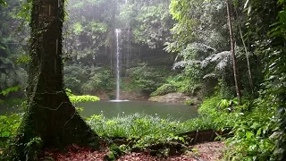 Natur Meditation - Regenwald Sounds und Regen