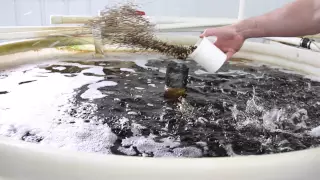 Tilapia Indoor Recirculating Aquaculture System - Ohio