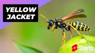 Yellow Jacket 🐝 One Of The Most Dangerous Insects In The World #shorts