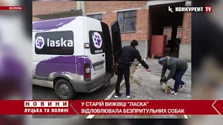 У Старій Вижівці “Ласка” відловлювала безпритульних собак