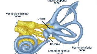 radiologic anatomy of the ear part 1