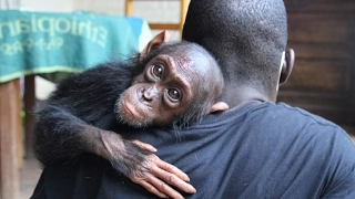 Lwiro Primate Rehabilitation Centre - indiegogo campaign-