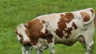 Beautiful Mother🐮and her Baby Calf🥰