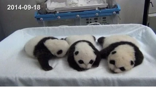 В зоопарке на юге Китая открыли глаза единственные в мире панды-тройняшки (новости)