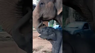 Baby elephant love mummy so much #babyelephants #wildlife #thailand