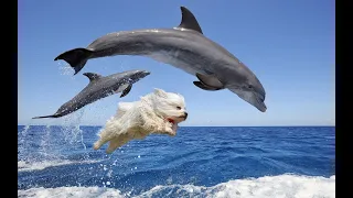 DOG AND DOLPHIN ARE BEST FRIENDS - Beautiful true story