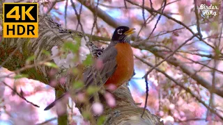 Cat TV Relax Your Cat 😺❤️ Beautiful Birds and Cherry Blossoms 🐦 Bunnies and Spring Flowers (4K HDR)