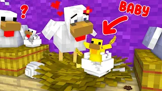 Monster School : Baby Gold Chicken - Sad Story - Minecraft Animation