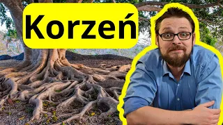 Korzeń, organ podziemny rośliny | Budowa pierwotna i wtórna korzenia | Strefy korzeniowe | felogen