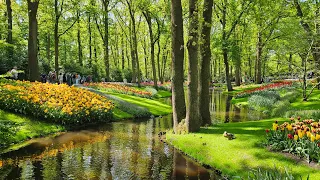 Keukenhof Lisse Impressionen 2024