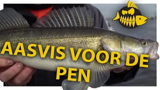 Uitleg over aasvis voor het pennen op snoekbaars - Michael Stalenhoef