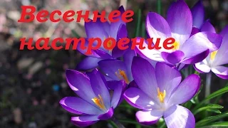 Весеннее настроение. Видео сюжет.