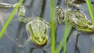 Wasserfrösche in Balzstimmung