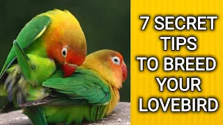 Lovebird breeding | Breeding cage breeding box and love bird breeding tips