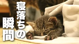 寝落ちする瞬間の子猫がかわいい〜【保護猫・子猫動画】The moment a kitten falls asleep